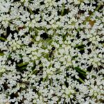 Queen Ann's lace.